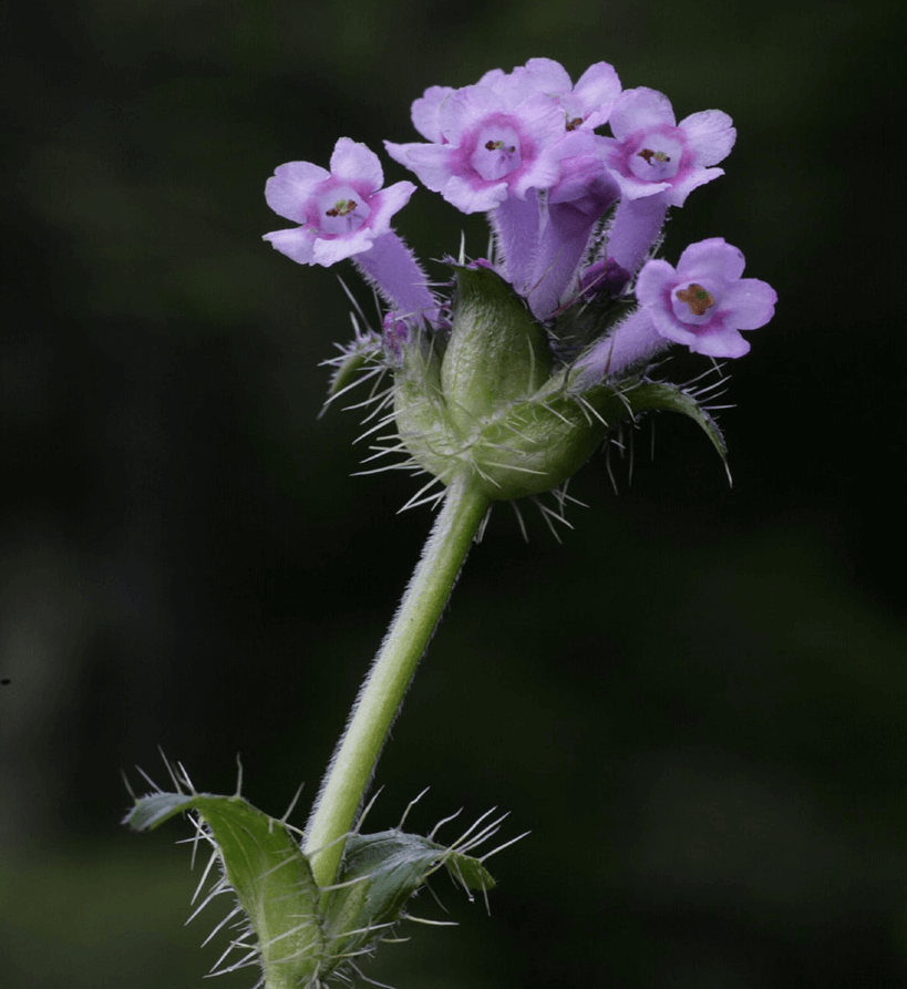 Bhutan Botanical Tour